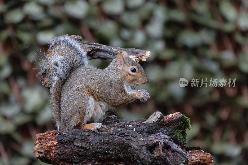 灰松鼠(sciurus carolinensis)的特写